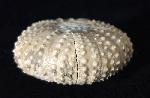 Tetragamma malbosi (AGASSIZ & DESOR 1846) - Bild © FossNet FossilienStore